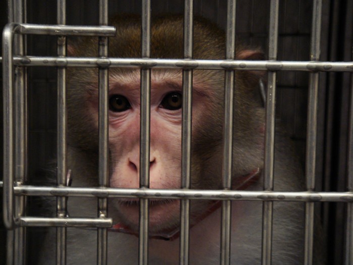 New Oregon Law Requires Transparency From OHSU About Its Primate Research Center